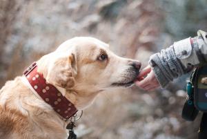 Rinunciare alla proprietà di un animale d'affezione